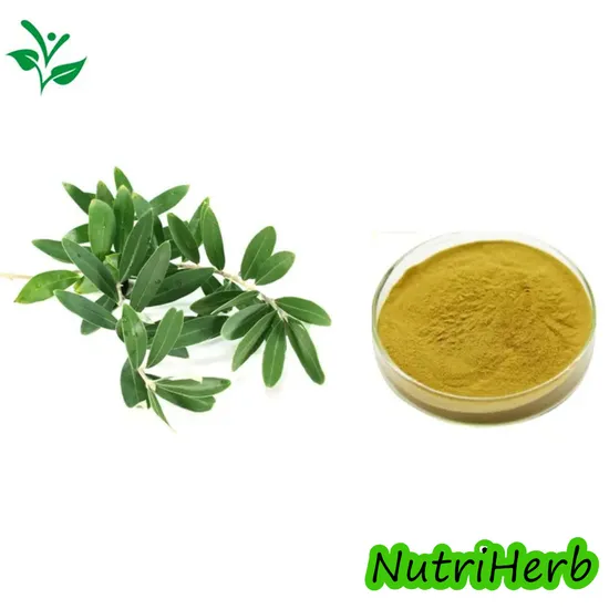 Factory Provide Platycodon Grandiflorum Extract Platycodoside 10: 1 Ratio Powder