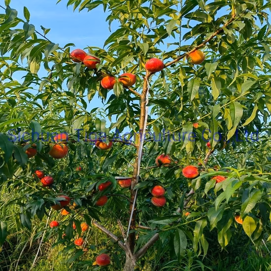 Hot Sale Delicious Fresh Sweet Donut Peach Summer Fruit