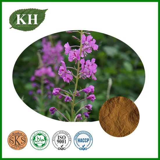 High Quality Epilobium Angustifolium Extract Fireweed Extract 