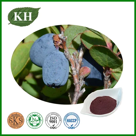 Natural Alfalfa Extract Powder 