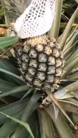 Natural Spray Dried Pineapple Juice Powder / Pineapple Powder/ Pineapple Drink Powder 